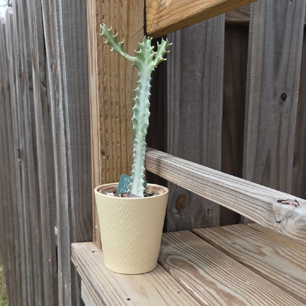 Modern Geometric Glazed Ceramic Pottery 5" Planter